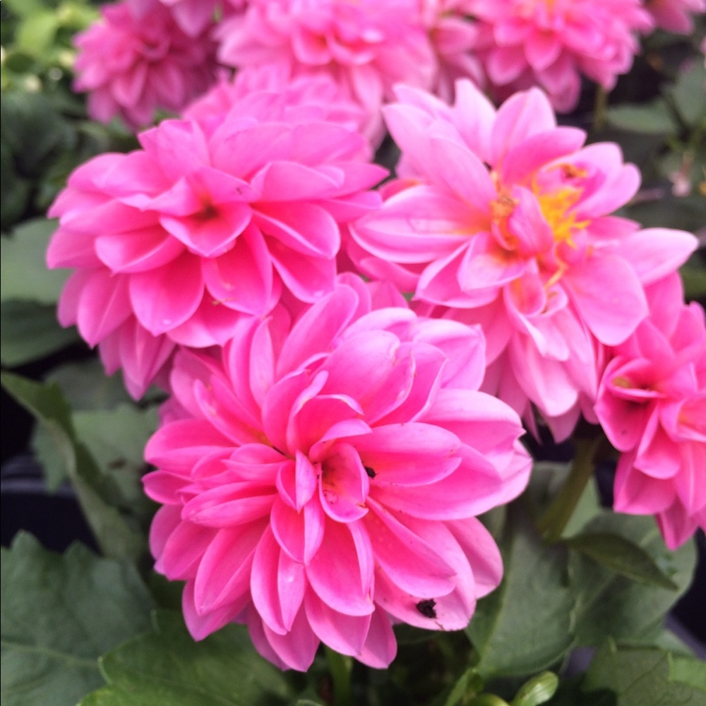 Meet your Posher, Izzy